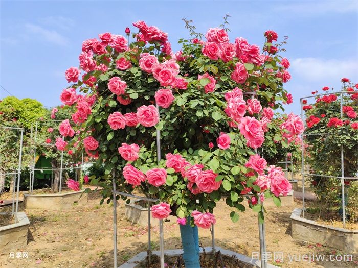 為什么別人的樹(shù)狀月季開(kāi)了200-300朵花？(圖1)