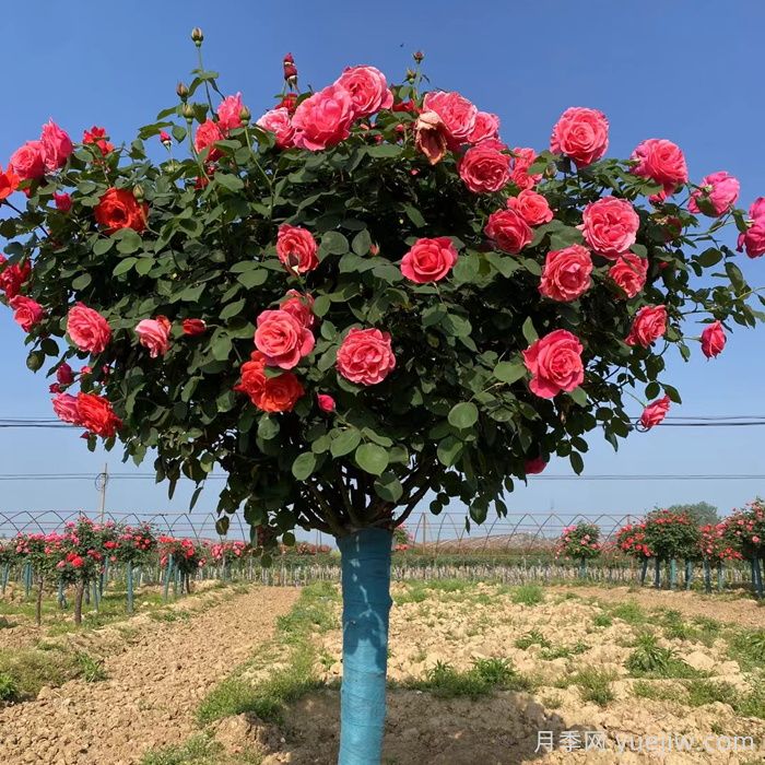 樹狀月季一年開幾次花？(圖1)