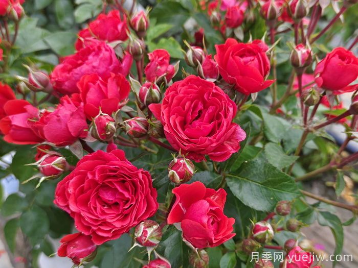 如何修剪月季延長(zhǎng)花期？(圖1)
