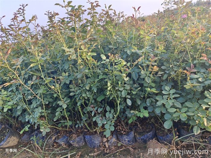 灌木月季和藤本月季有什么區(qū)別？(圖2)