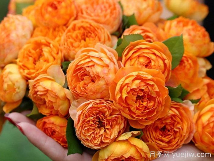 蜂蜜焦糖月季有哪些優(yōu)缺點(diǎn)？(圖1)