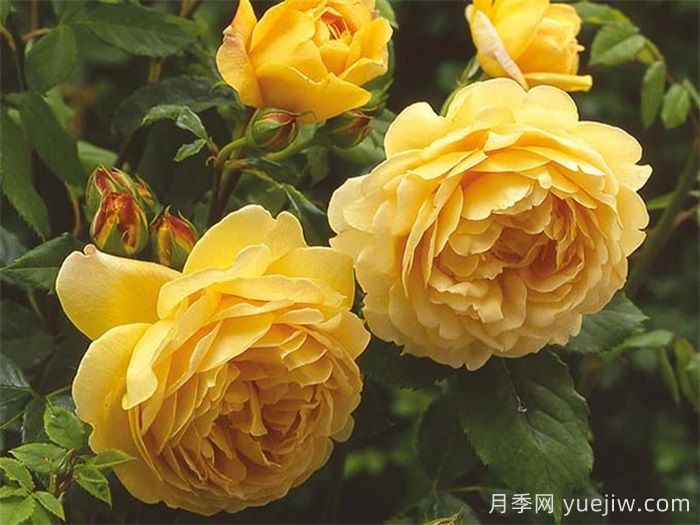想體驗坐擁花海，6款藤本月季助你春花無憂(圖3)