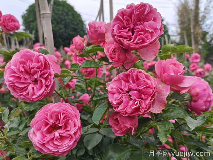 想體驗坐擁花海，6款藤本月季助你春花無憂(圖4)