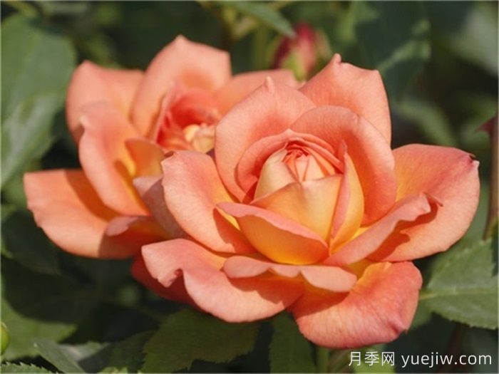想體驗坐擁花海，6款藤本月季助你春花無憂(圖5)