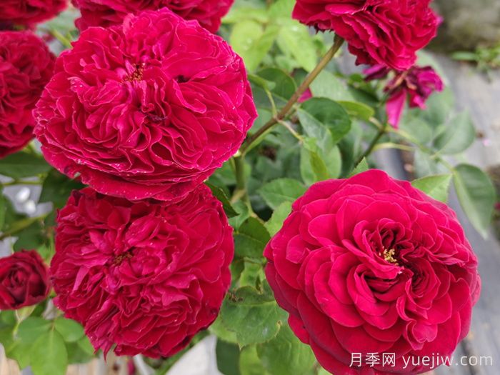 南陽(yáng)藤本月季的常見病蟲害及防治方法(圖1)
