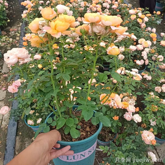 一開花就垂頭，這類月季怎么調(diào)教？(圖2)