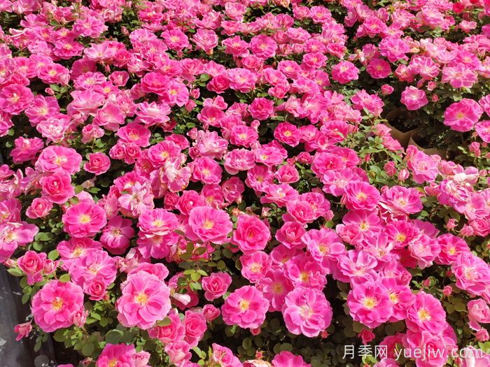花苞透色和月季花期需要施肥嗎？(圖1)
