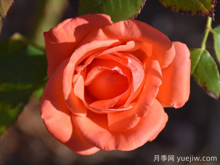 和聲月季/和諧/管弦樂隊(圖2)