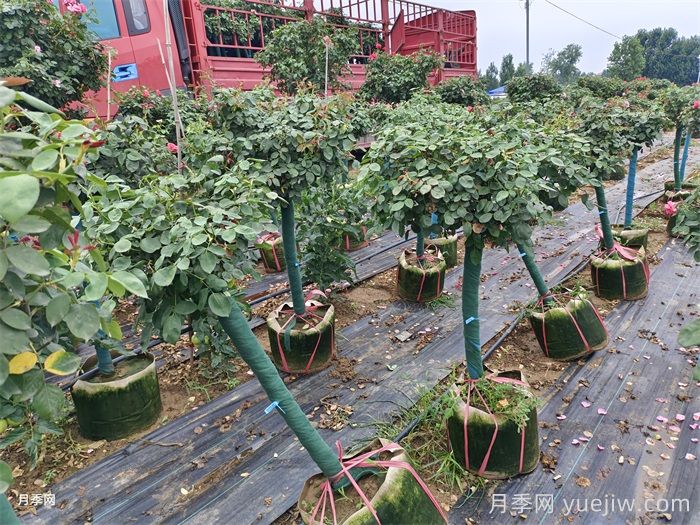 樹狀月季一手好貨，樹狀月季基地源頭廠家(圖3)