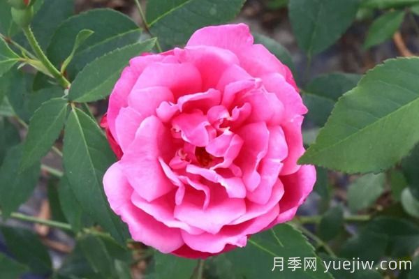 中國月季四大老種，你識得幾個？(圖3)