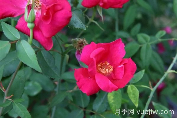中國月季四大老種，你識得幾個？(圖4)