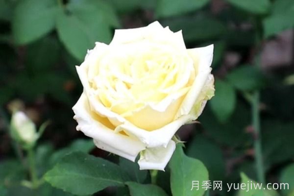 中國月季四大老種，你識得幾個？(圖5)