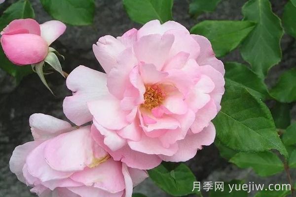 中國月季四大老種，你識得幾個？(圖6)