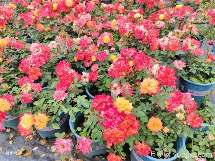 月季花的養(yǎng)殖方法和注意事項(xiàng)(圖2)