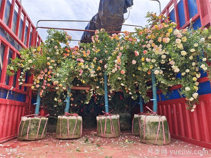 月季花的養(yǎng)殖方法和注意事項(xiàng)(圖3)