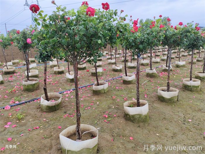 地上缽樹(shù)狀月季/月季樹(shù)容器苗(圖5)