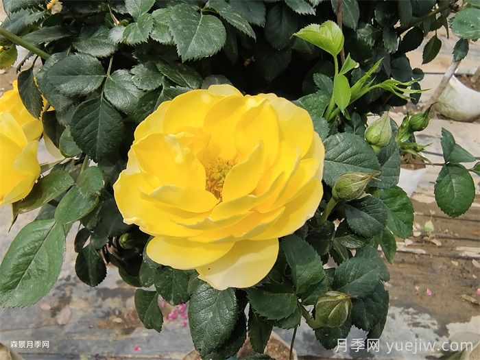 黃果汁月季/黃色果汁陽(yáng)臺(tái)/檸檬果汁(圖2)