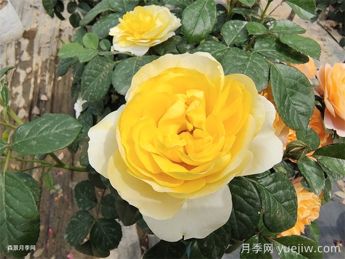黃果汁月季/黃色果汁陽(yáng)臺(tái)/檸檬果汁(圖1)