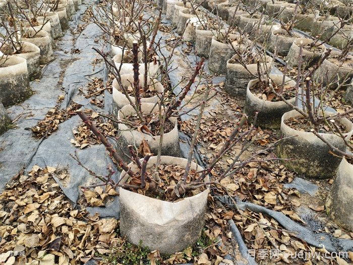 月季花冬天能耐寒零下多少度？(圖1)