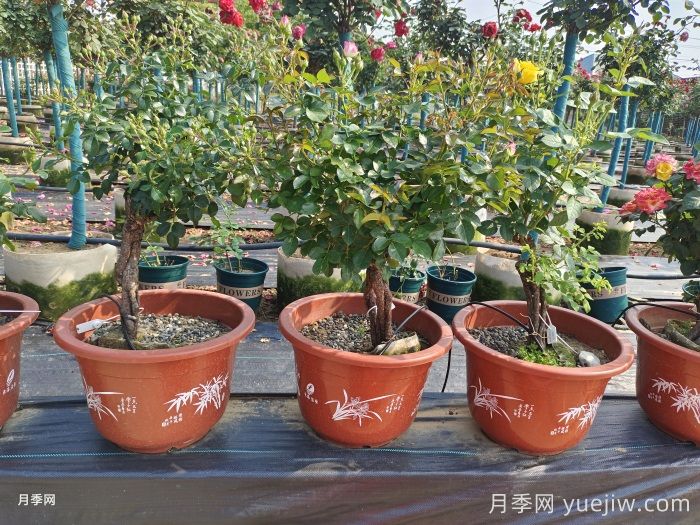 盆景月季/盆景樹(shù)狀月季(圖4)