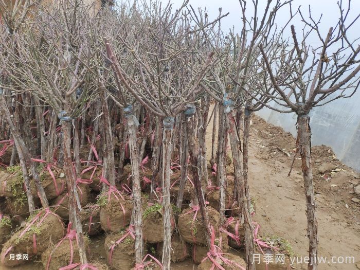 樹狀月季花能耐零下多少度低溫？(圖1)