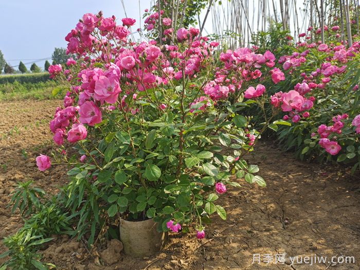 月季花多久澆一次水***合適？(圖1)