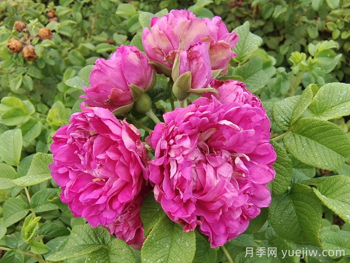四季玫瑰與月季的區(qū)別？四季玫瑰的價格？(圖1)