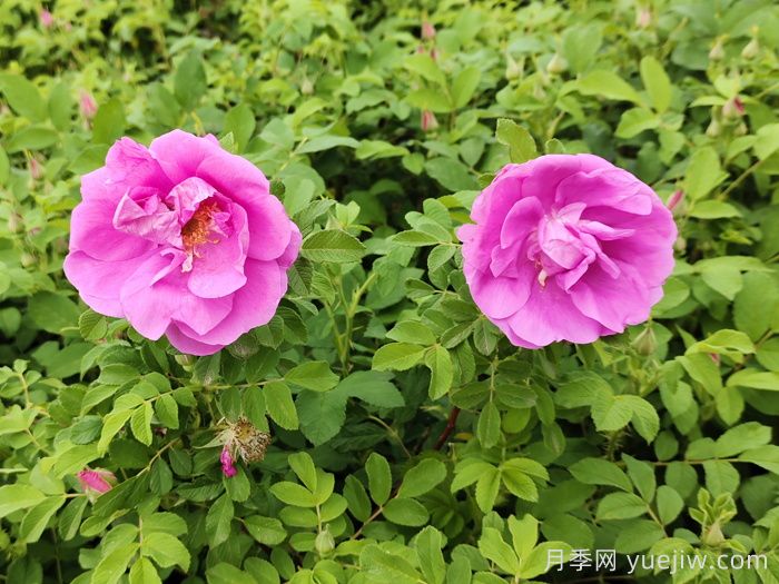 春天是否有四季玫瑰花？(圖1)
