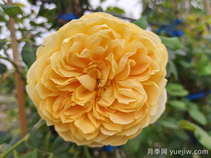 爬藤月季有哪些優(yōu)秀品種？(圖2)