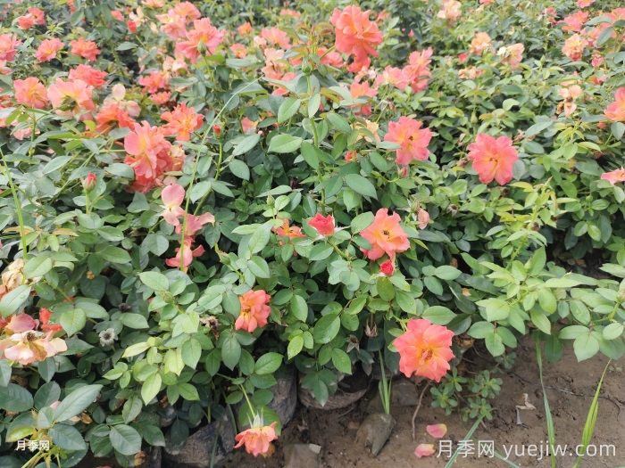 月季苗小不要緊，教你半年長成兩加侖開爆花(圖1)