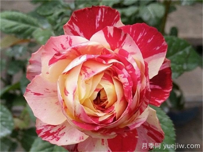 推薦6款條紋月季品種，別致美麗吸引眼球(圖2)