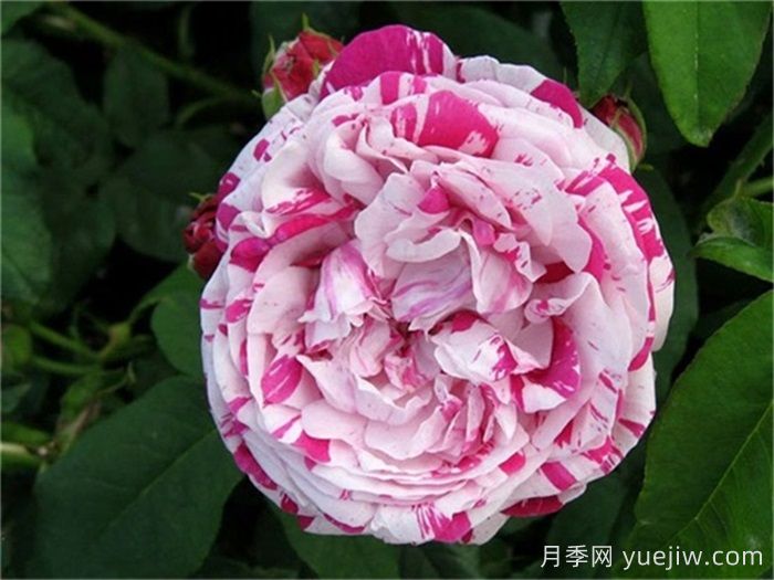 推薦6款條紋月季品種，別致美麗吸引眼球(圖3)