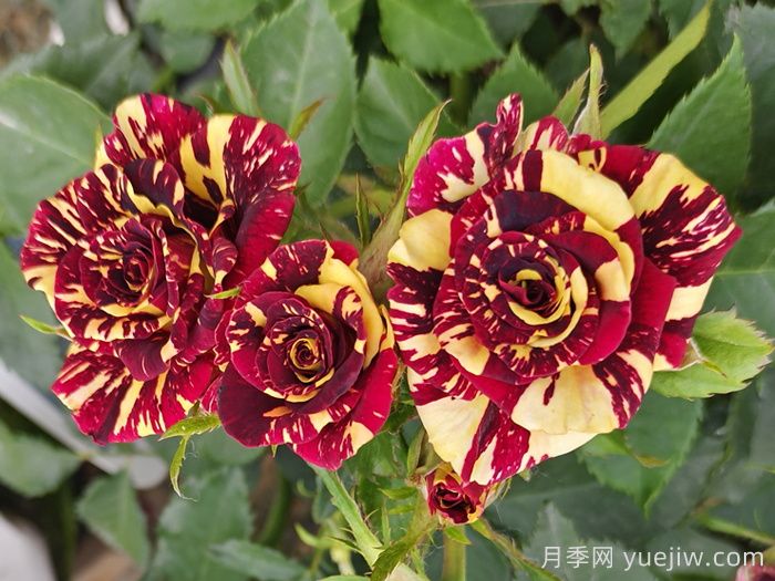 推薦6款條紋月季品種，別致美麗吸引眼球(圖4)