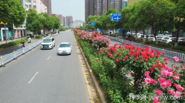 第三屆世界月季博覽會(huì)，南陽(yáng)寶藏月季花打卡點(diǎn)(圖1)