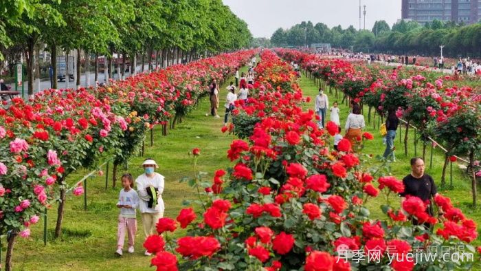 第三屆世界月季博覽會(huì)，南陽(yáng)寶藏月季花打卡點(diǎn)(圖2)