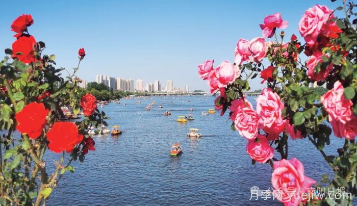 第三屆世界月季博覽會(huì)，南陽(yáng)寶藏月季花打卡點(diǎn)(圖3)