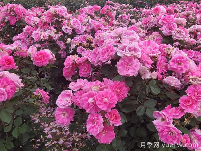 **波春花不標準？這些因素或是罪魁禍首(圖2)
