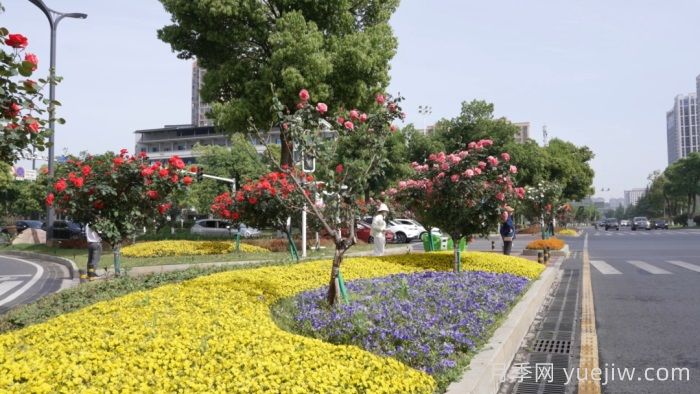 湖南寧鄉(xiāng)：萬(wàn)株月季齊綻放，扮靚城市生態(tài)新風(fēng)景(圖2)