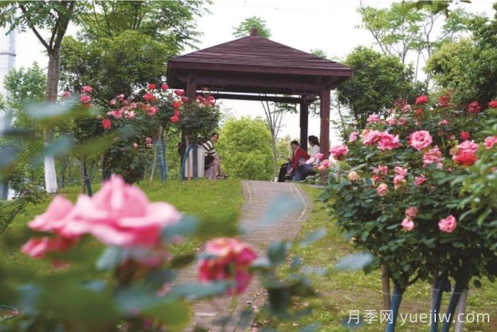 湖南寧鄉(xiāng)：萬(wàn)株月季齊綻放，扮靚城市生態(tài)新風(fēng)景(圖3)