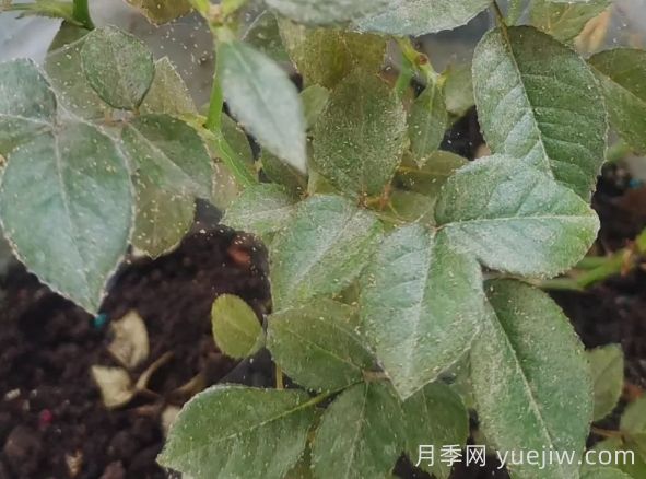 月季又有紅蜘蛛了，該怎么處理？(圖1)