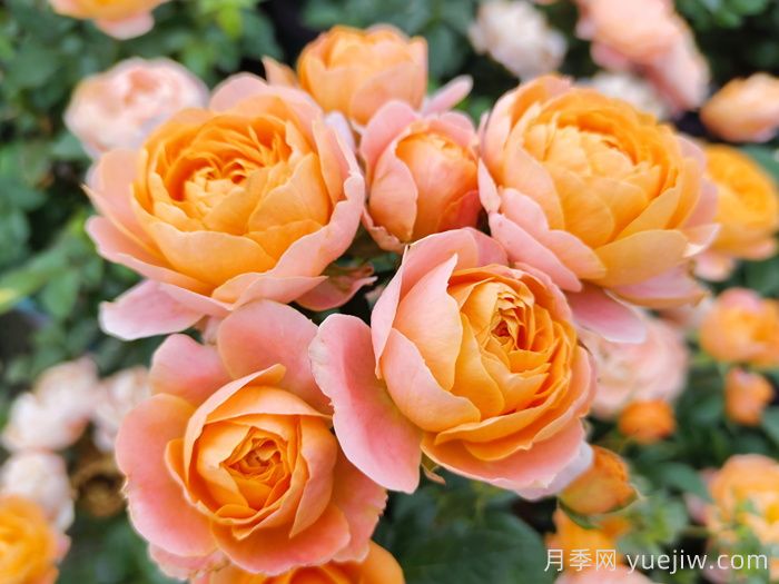 8種高顏值又好養(yǎng)的月季花，唯美驚艷(圖5)