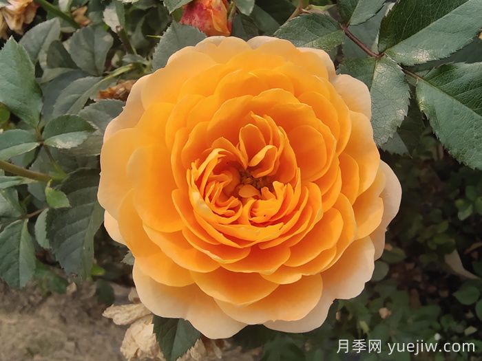 花期長且好養(yǎng)的月季有哪些？必備6個(gè)(圖1)