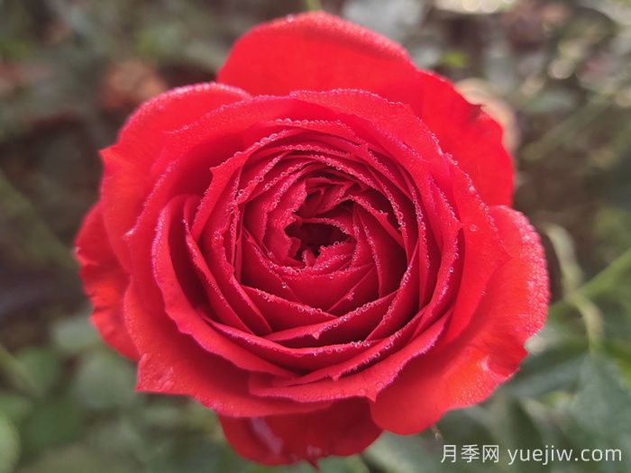 經(jīng)典中國紅！20種紅色月季推薦(圖1)