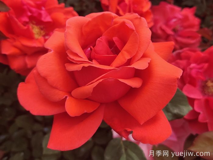 經(jīng)典中國紅！20種紅色月季推薦(圖3)