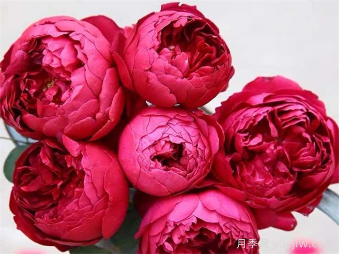 經(jīng)典中國紅！20種紅色月季推薦(圖6)