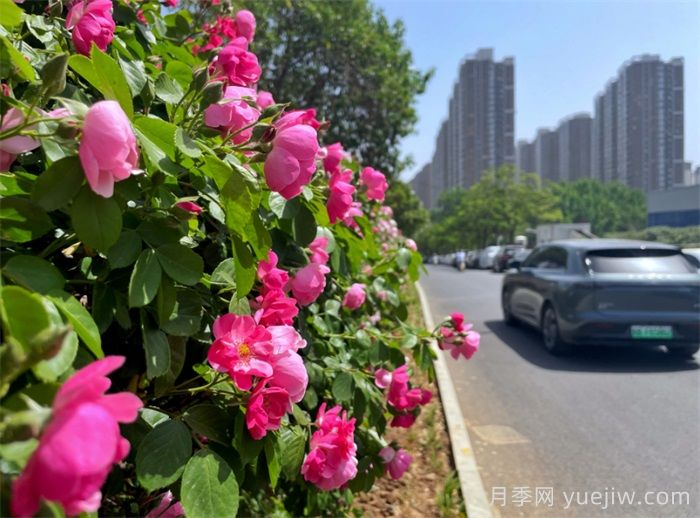 洛陽：月季花開香滿城，打卡地點送給你(圖2)