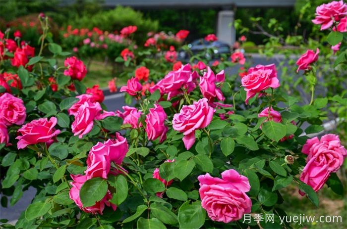 洛陽：月季花開香滿城，打卡地點送給你(圖1)