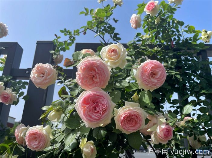 洛陽：月季花開香滿城，打卡地點送給你(圖3)