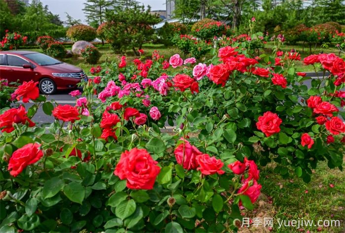 洛陽：月季花開香滿城，打卡地點送給你(圖4)