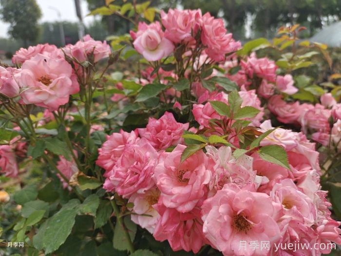 藤櫻霞月季的優(yōu)缺點是什么？(圖1)